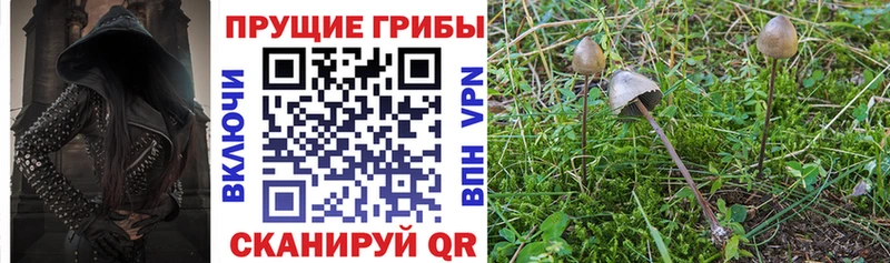 Купить где  Полысаево  Псилоцибиновые грибы Psilocybe 
